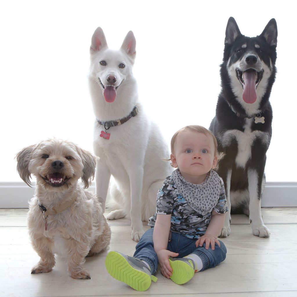 three dogs and a baby
